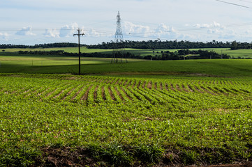 Fototapeta na wymiar field with plantation of soybean