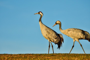 Eurasian crane