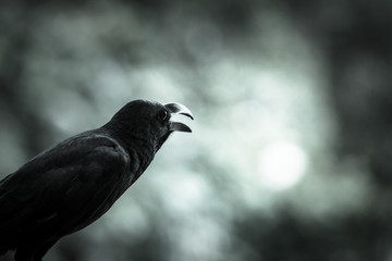 Crow seeing in mysterious toned background