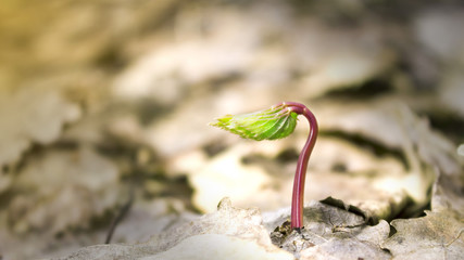 Young sprout in springtime
