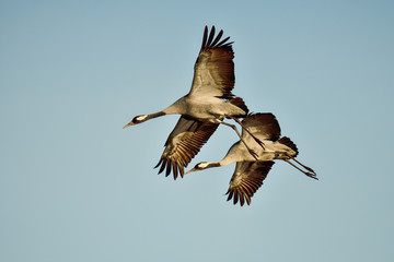 Eurasian crane
