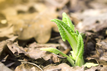 Young sprout in springtime