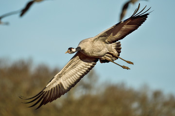 Eurasian crane