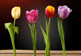 Fototapeta premium Tulip.