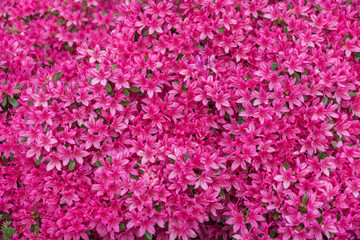 Bougainvillea - Pink