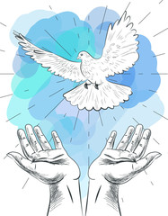 Sketch of hands let go dove of the world. Symbol of peace. Illustration of freedom and world without war. - 144985723