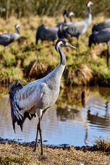 Eurasian crane