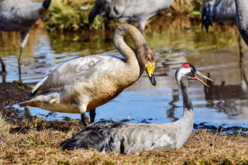 Whooper swan