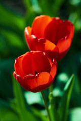 Two red tulips in spring of sunny day
