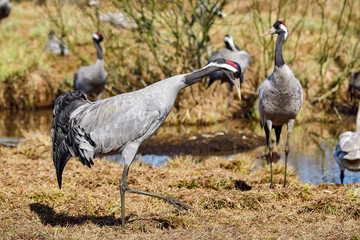 Eurasian crane