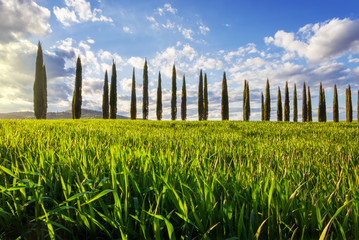 Obraz premium Viale di cipressi in Toscana