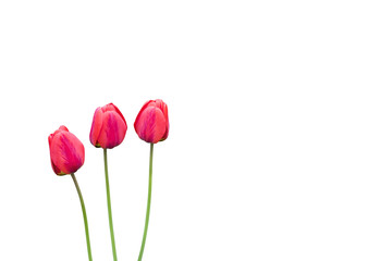 Drei rote Tulpen vor einen Weißen Hintergrund