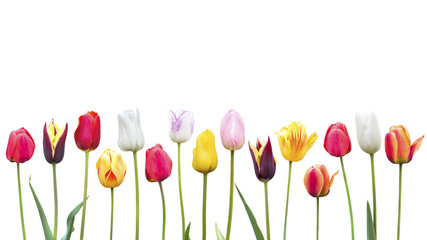 Viele Tulpen vor einen Weißen Hintergrund - obrazy, fototapety, plakaty