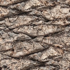 Palm tree's bark
