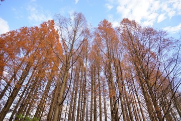 メタセコイアの森