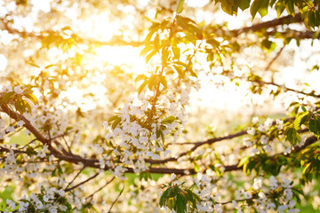 Beautiful cherry blossoms on a spring day with the sun