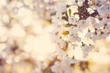 Papier Peint photo Fleur de cerisier Belles fleurs de cerisier un jour de printemps avec le soleil
