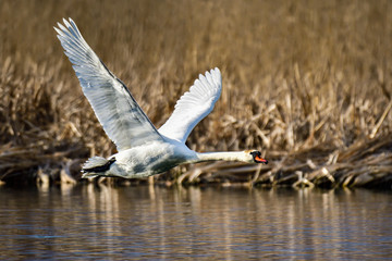 Mute swan