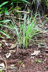 Cymbopogon growing