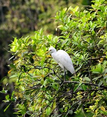 Eastern Great Egret