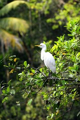 Eastern Great Egret