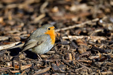 European robin