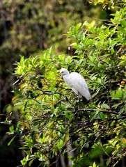 Eastern Great Egret