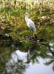 Eastern Great Egret