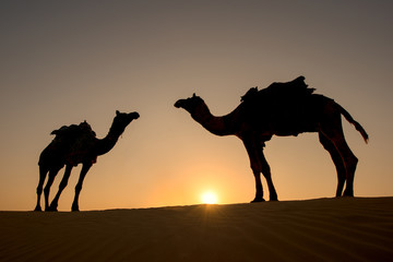 Fototapeta na wymiar Rajasthan travel background - Camels silhouettes in dunes of Thar desert on sunset. Jaisalmer, Rajasthan, India