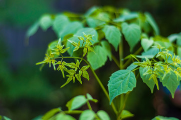 fresh and green leaves