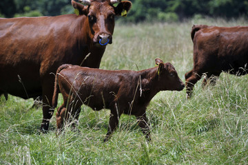 子供は可愛いいい！全ての生物にとって。だから生きるんじゃ！！！！！