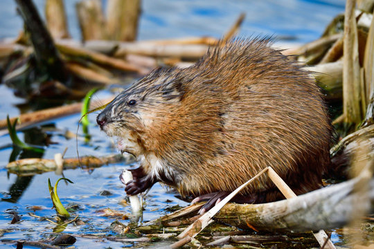 Muskrat