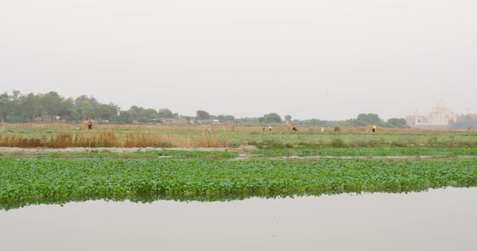 Kakri (Indian Cucumber), and Ghiya (Bottle Gourd) farmers work with the Taj Mahal as their backdrop