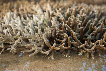 coral reef on the gulf
