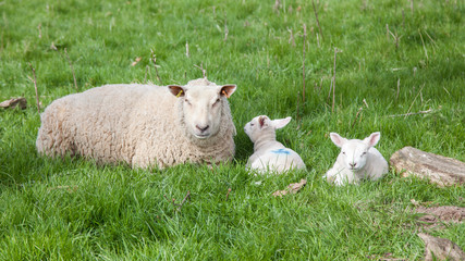 Naklejka na ściany i meble Mother sheep and lamb in green field