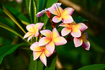 Plumeria flower pink and white frangipani tropical flower, plumeria flower blooming on tree, spa flower