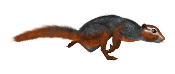 3D Rendering Red Bush Squirrel on White
