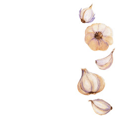 watercolor illustration of garlic vegetable on white