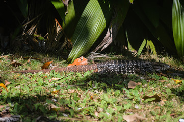 animal reptile about vegetation green