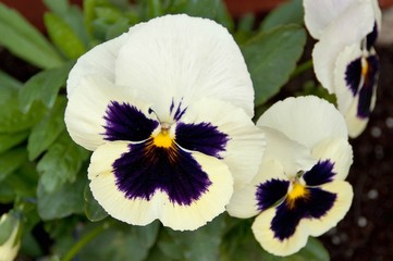 Close up beautiful delicate purple and white blossom of violet (viola) flower. Spring concept.