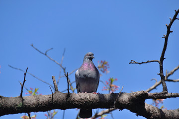 Rock dove - Columba livia. It is called “Dobato” or “Kawarabato” in Japan.
