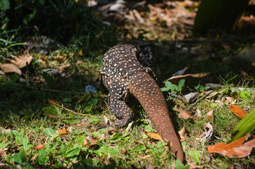 Fototapeta na wymiar animal reptile with great tail walking about vegetation green