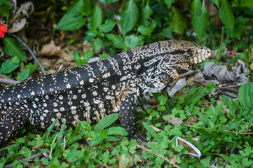 animal reptile about vegetation green