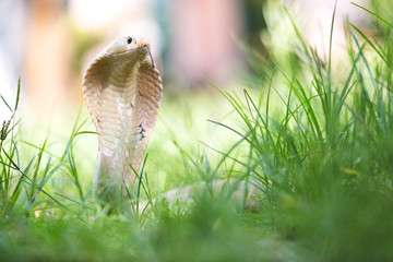 wild cobra spreading the hood in lawn