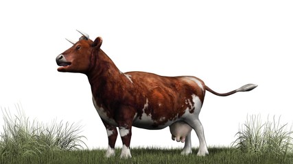 Cow - brown white cow on green grass - isolated on white background