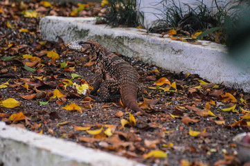 animal reptile about vegetation green