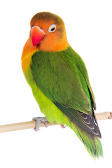 Naklejka na ściany i meble fischeri lovebird parrot
