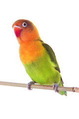 Fototapeta na wymiar fischeri lovebird parrot