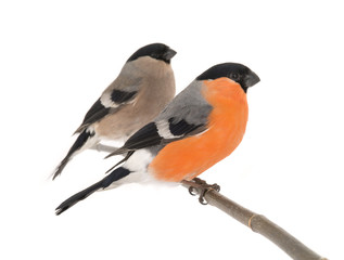 male and female bullfinch