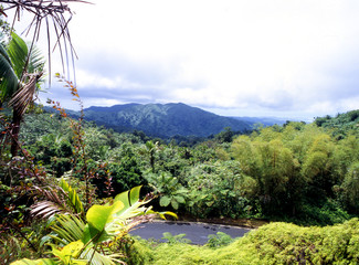 The El Yunque Rain Forest